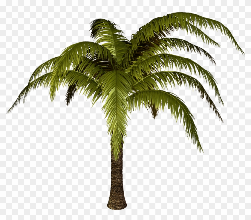 Yükle Seaside Sunset Coconut Tree Vector, Seaside Coconut - Clip Art #1322644