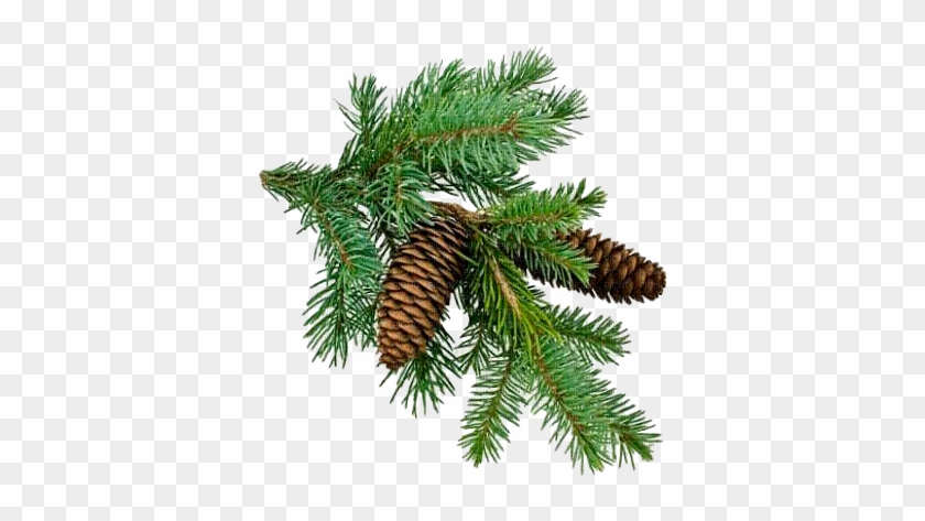 Christmas-tree Branch - Pine Tree Branch Png #1322648