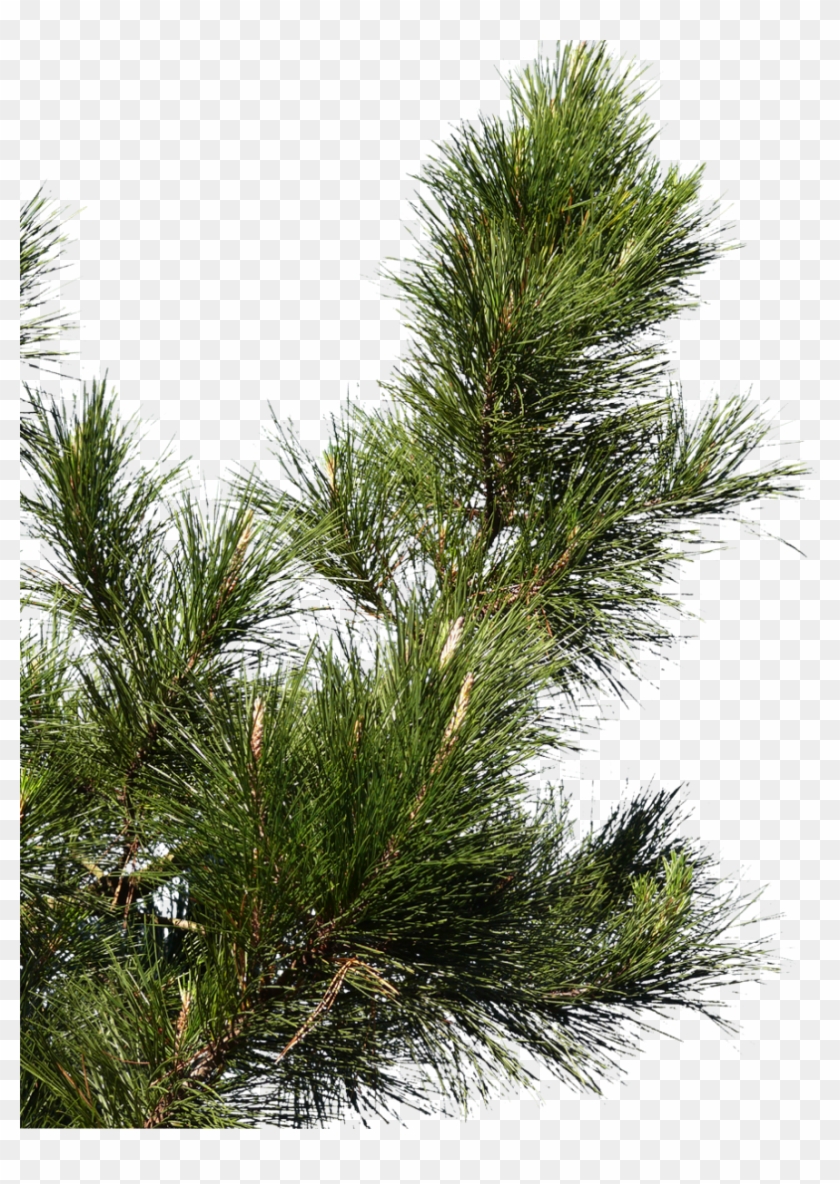 Pine Tree Branch Png #1322651