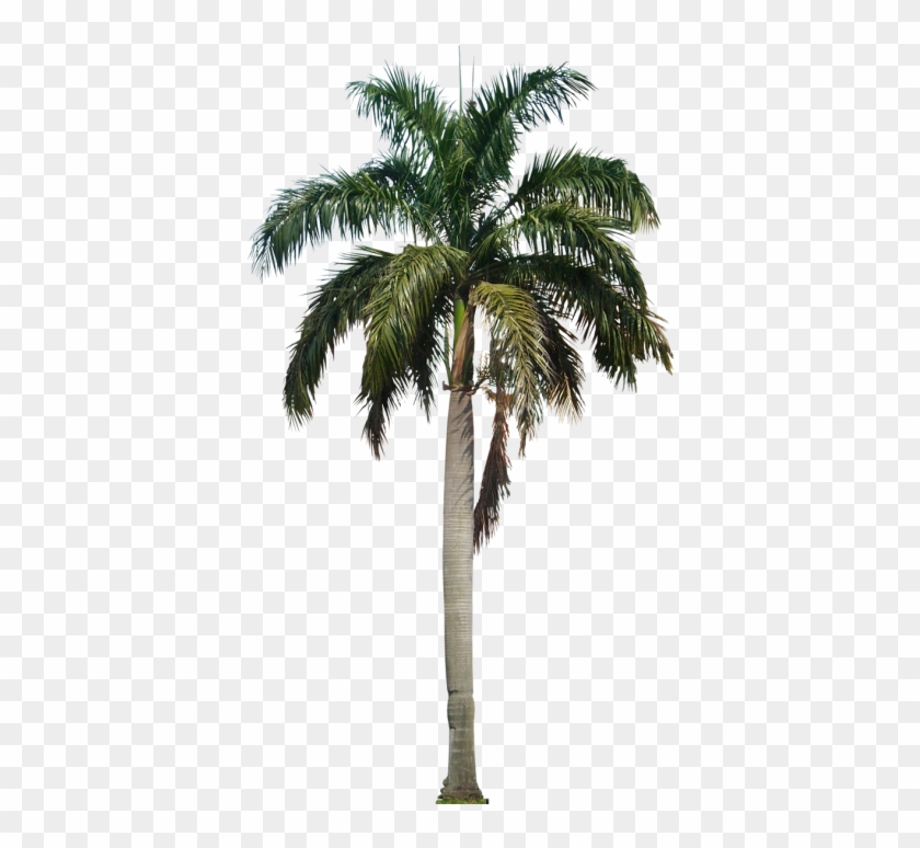 Clipart Palm Tree Png File Png Images - Palm Tree Png #1322742