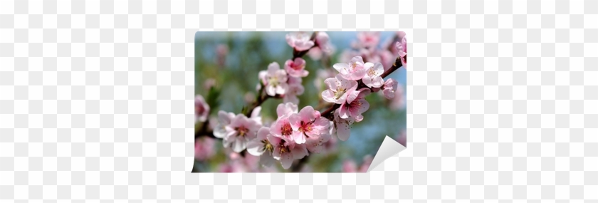 Cherry Blossom #1322788