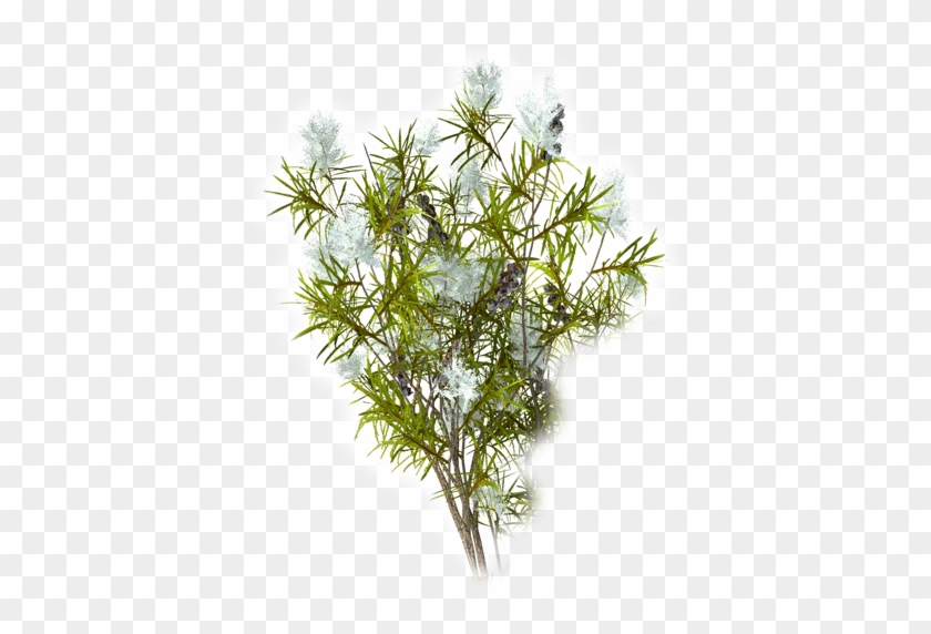 Tea Tree Scent-teatree - Tea Plant 3d #1322798