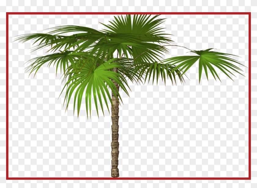 Coconut Tree Coconut Tree Clipart Png Astonishing Cartoon - Romantische Tropische Palme Geschenkanhänger #1322849