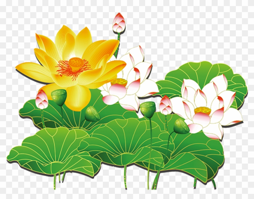 Nelumbo De La Palma De Coco Nelumbo Amarillo Efecto - Sacred Lotus #1322858