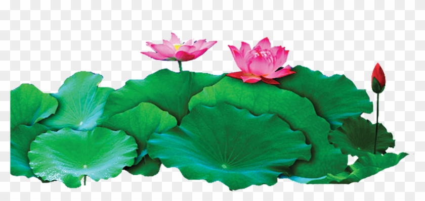 Nelumbo De La Palma De Coco Adobe Illustrator Nuciferine - กอ ดอกบัว #1322861