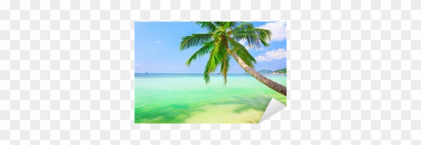 Vinilo Pixerstick Mar Con La Palma De Coco • Pixers® - ภาพ พื้น หลัง ต้น มะพร้าว #1322865