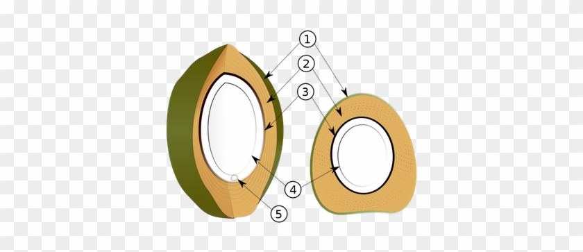 Fruto Del Coco - Coconut Layers #1322876