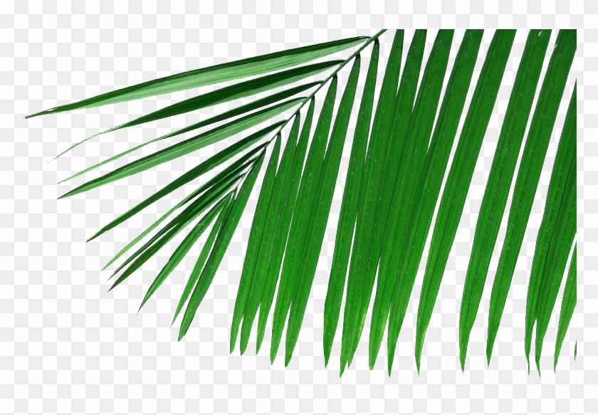 Arecaceae Rama De Palmera De Hoja De Fronda Fondo De - Folha De Coqueiro Png #1322877