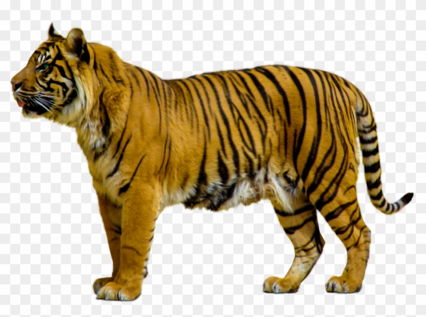 Animals Clipart Png,cartoon Animals Png,cute Animal - Tiger Walking Png #1323004