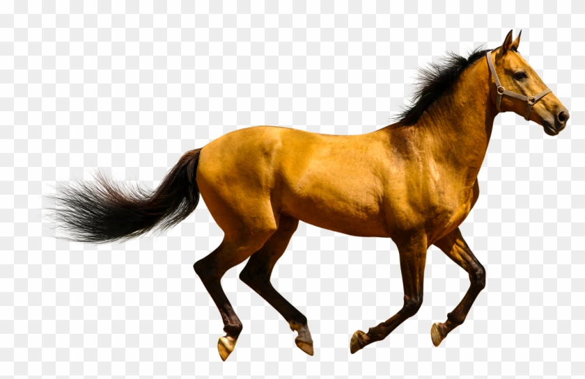 Animals Clipart Png,cartoon Animals Png,cute Animal - Horse Transparent #1323005