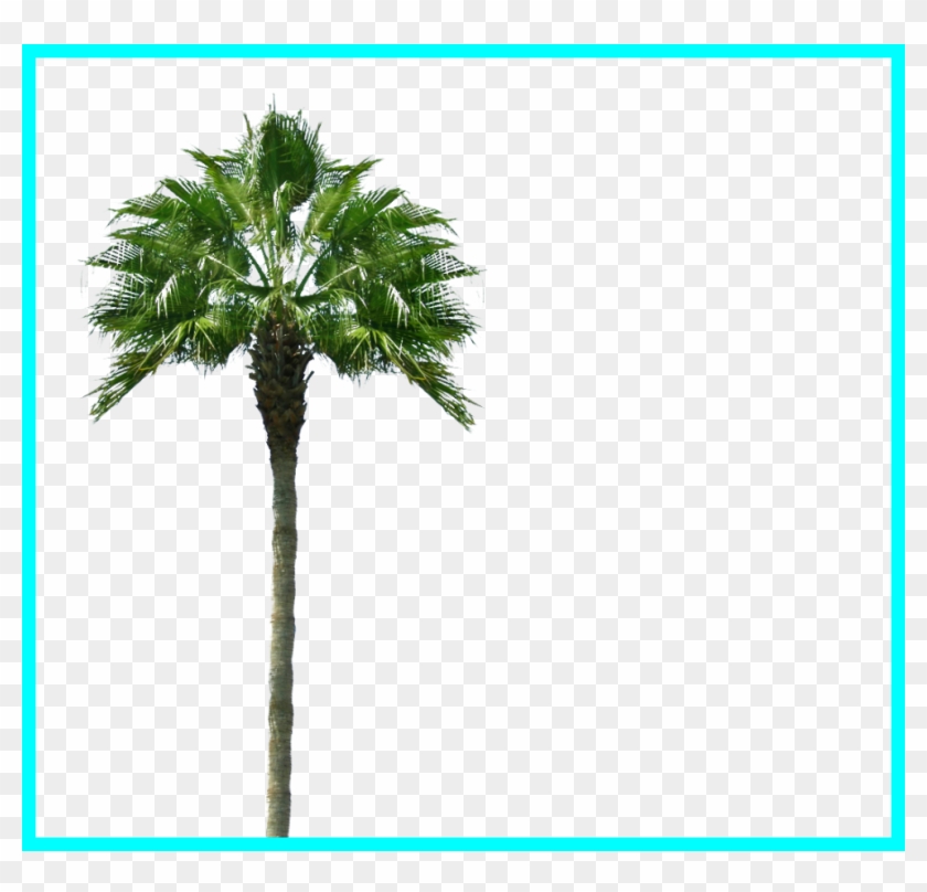 Appealing Palmera Png Buscar Con Architecture Pics - Palm Tree #1323251