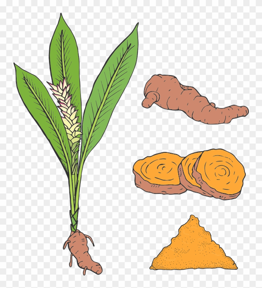 Turmeric Clipart Botanical Illustration - Turmeric #1323355