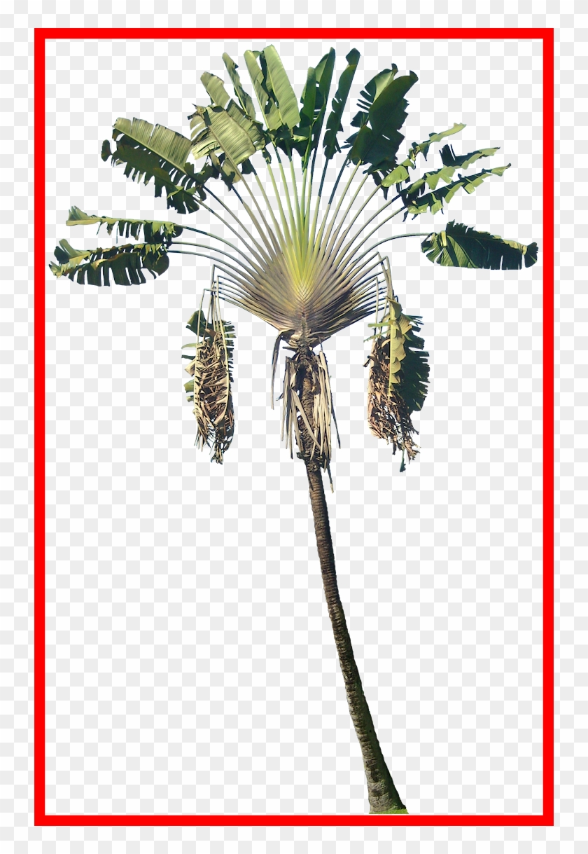 Incredible Ravenala Png Tree Cut Out Cambodian Plants - Ravenala Madagascariensis Paint #1323363