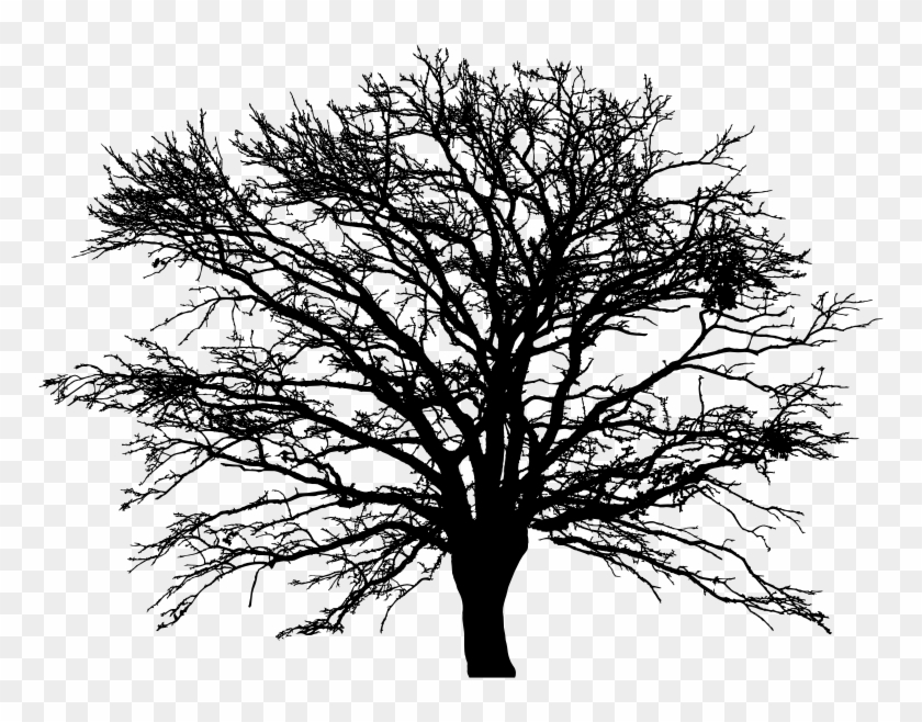 Free Leafless Tree Silhouette Drawing - 5'x7'area Rug #1323533
