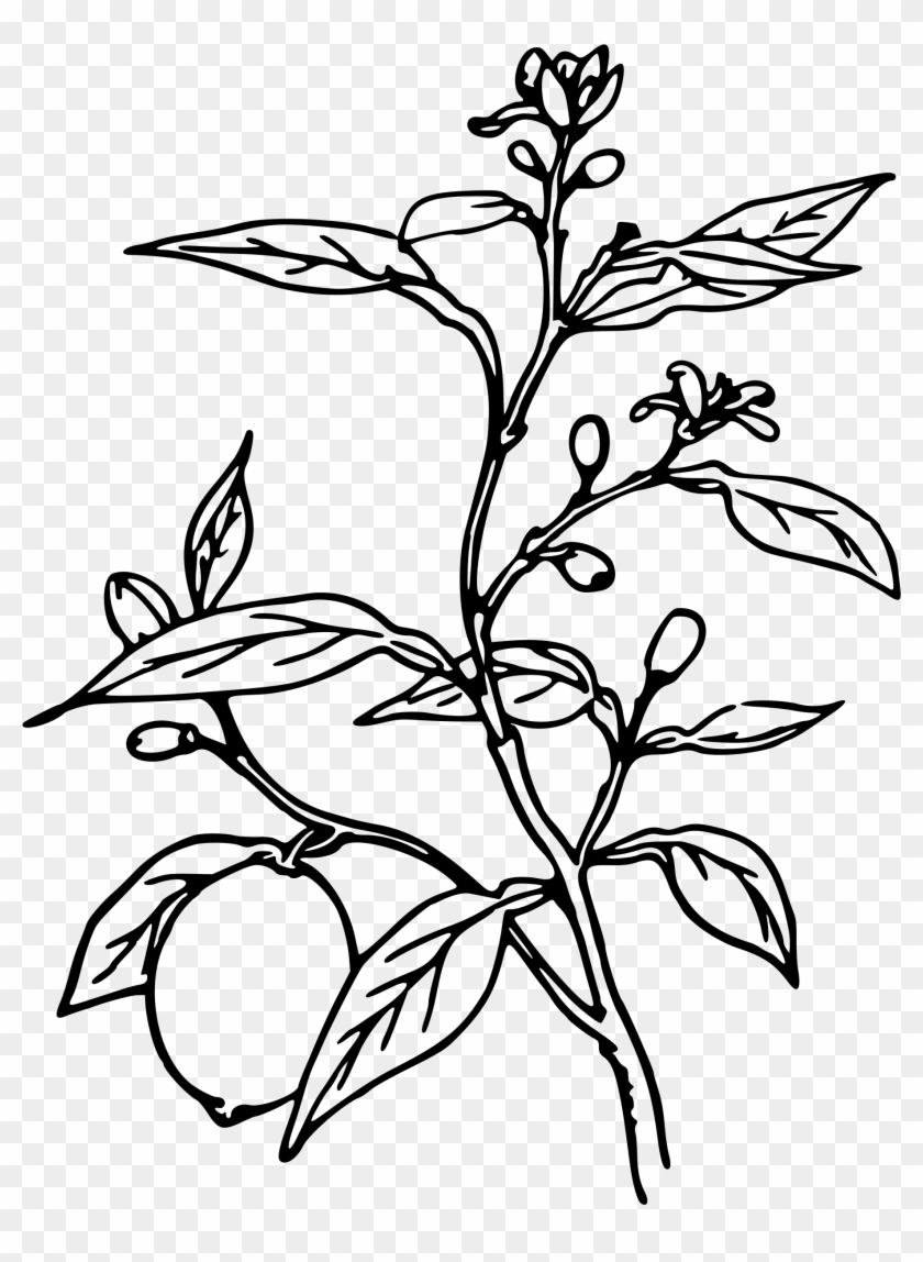 Trees Black And White Drawing At Getdrawings - Lemon Plant Black And White #1323540