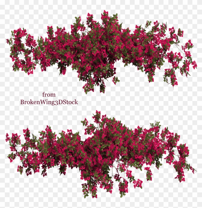 Bougainvillea Photoshop #1323587