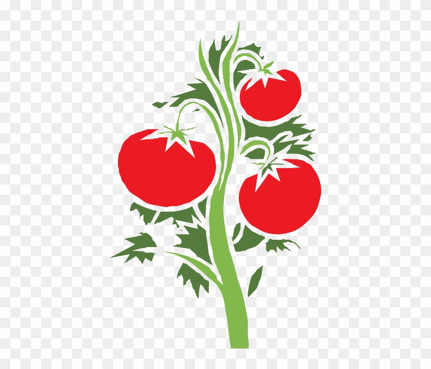 Planta De Tomate Png #1323590