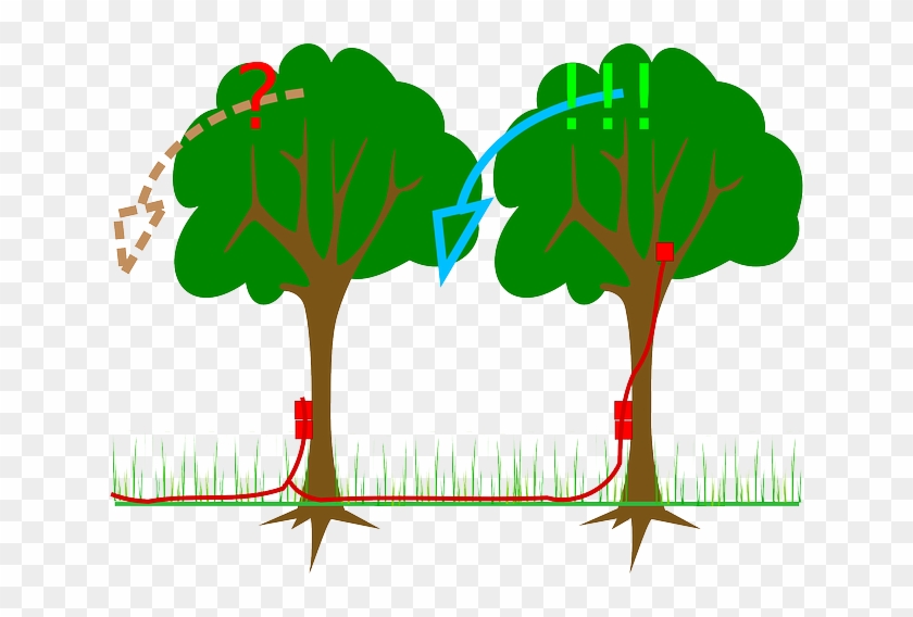 Plants, Charge, Trees, Explosives, Timber, Tree, Plant - Explosive Material #1323639