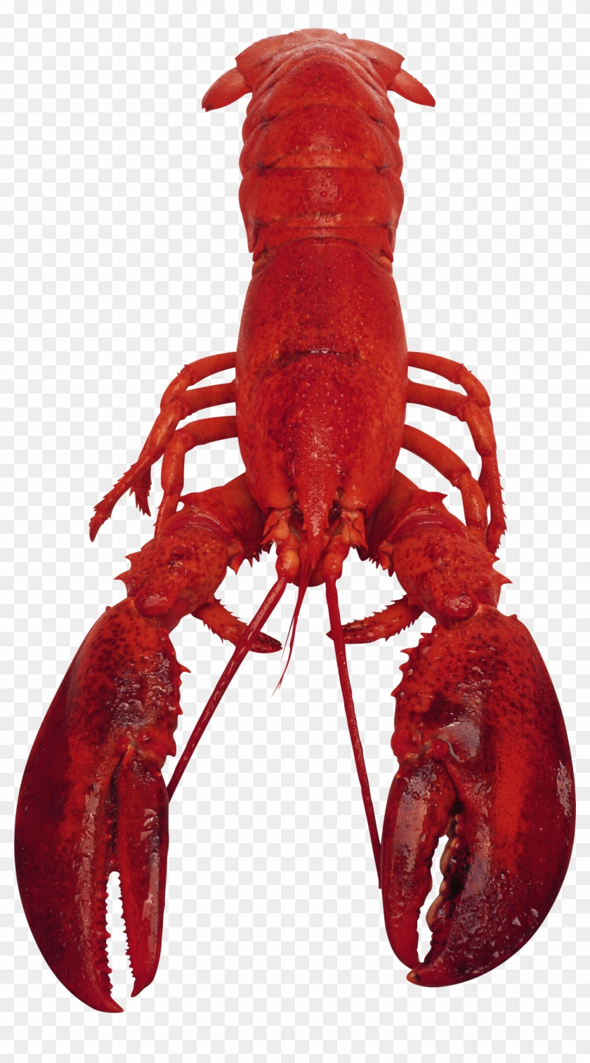 Download - Lobster #1323945