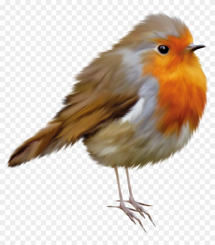 European Robin Bird American Robin Clip Art - Robin Clip Art #1323974