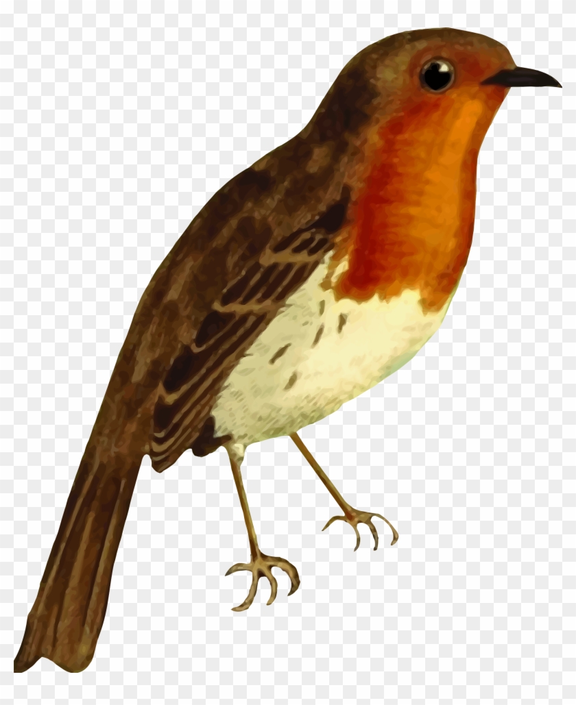 Clipart European Robin Isolated - Robin Birdf Png #1323987