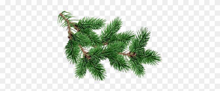 Branch Fir Tree - Christmas Tree Branch Transparent #1324040