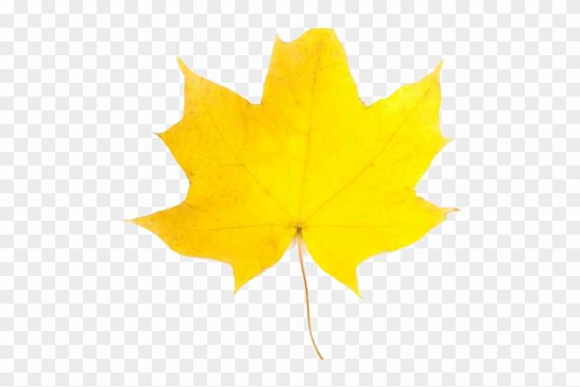 Maple Leaf Clipart 2 Leaves - Clip Art #1324182