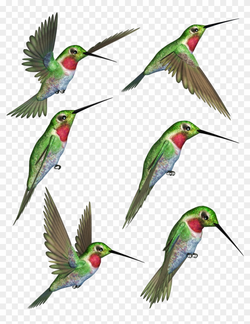 Ruby-throated Hummingbird Clip Art - Hummingbird #1324376
