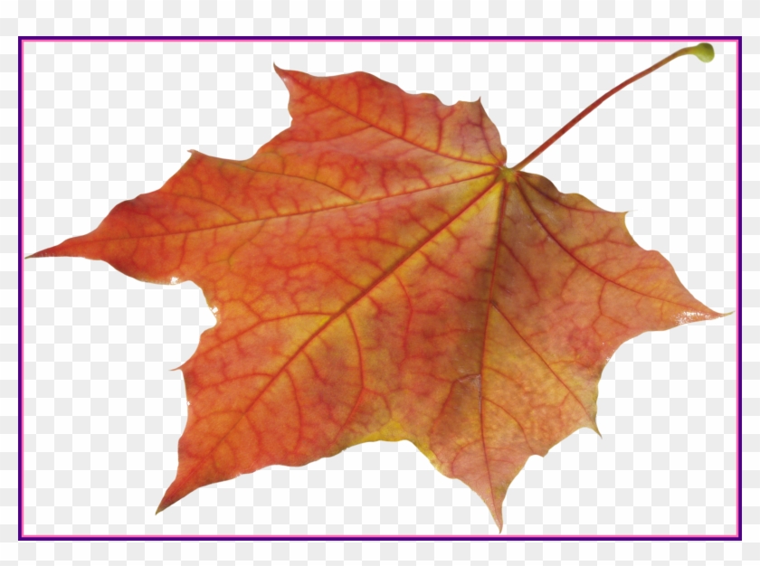 Marvelous Autumn Leaves Solo Left Transparent Png Image - Autumn Leaf Png #1324442