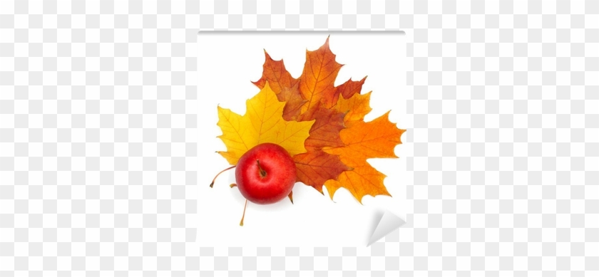 Beautiful Maple Leaf And Red Apple Isolated Wall Mural - Autumn #1324689