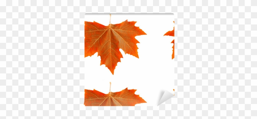 Maple Leaf #1324694