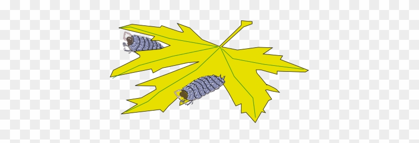 Image - Maple Leaf #1324710