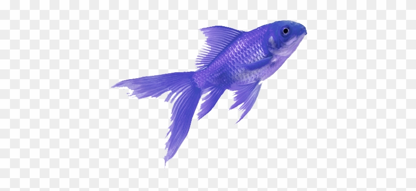 Fish Colorful Tumblr Vaporwave Aesthetic - Purple Fish Png #1324713