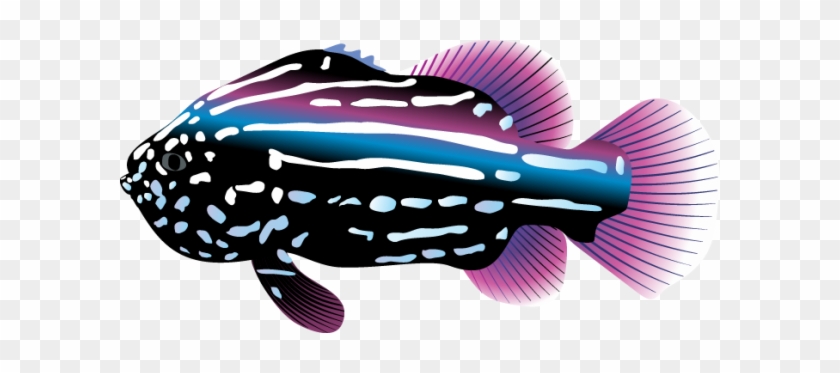 Tropical Fish Clipart Colorful Fish - Tropical Fish Clip Art #1324790