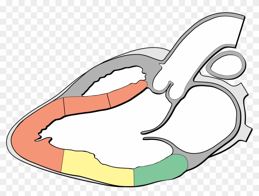 Open - Left Parasternal Long Axis View #1324869