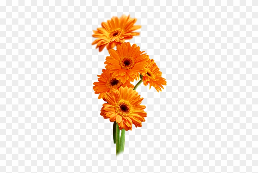 Kwiaty Png Różne - Calendula Png Flower #1325205