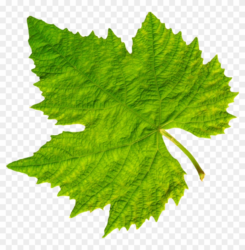 Grape Vine Leaf Png Image Purepng Free Transparent - Grape Vine Leaf Png #1325284