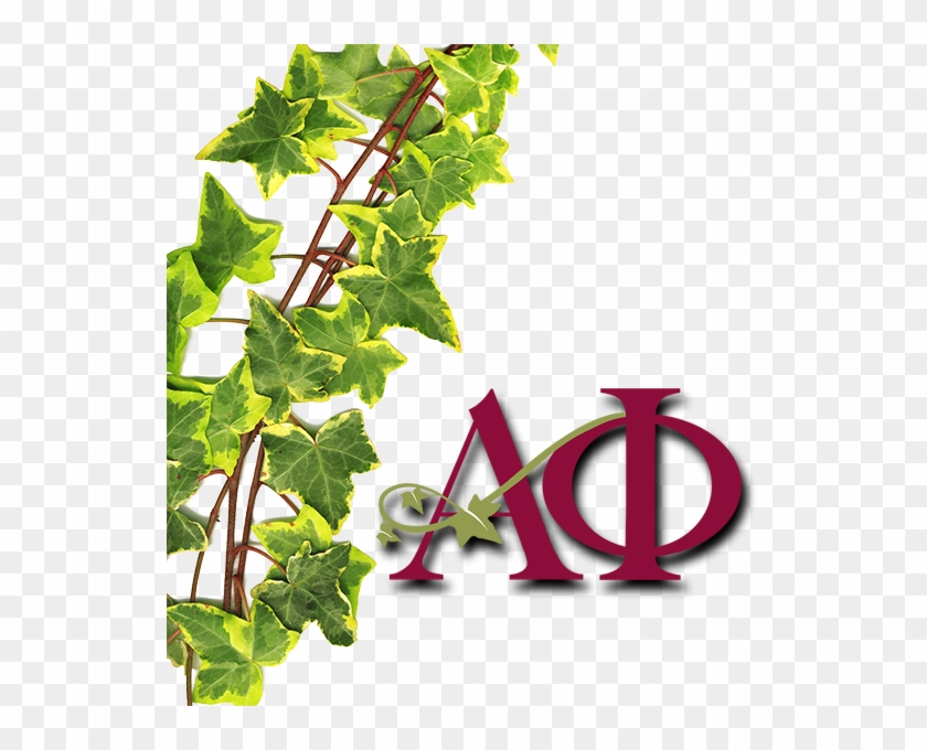 Ivy Clipart Alpha Phi - Alpha Phi #2 #1325359