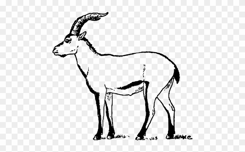 240 × 240 Pixels - Pyrenean Ibex Easy To Draw #1325633