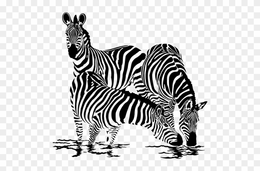 1 - Zebra Drinking Water Drawing #1325669