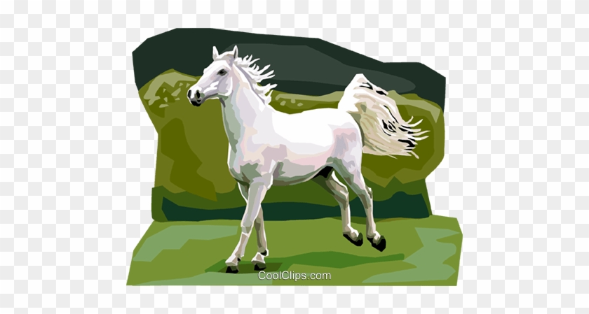 Lipicanec Lipizzan Horse Royalty Free Vector Clip Art - Foal #1325809