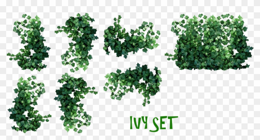 Real Ivy Plants Png By Mysticmorning On Deviantart - Hanging Plants Plan View #1325840