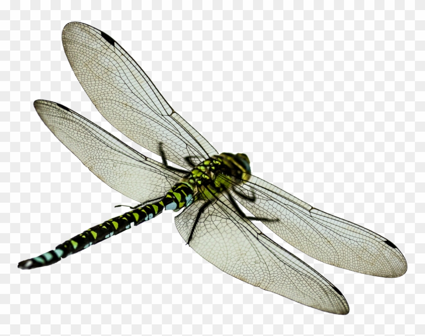 Dragonfly Clipart Transparent Background - Dragon Fly Png File #1326039