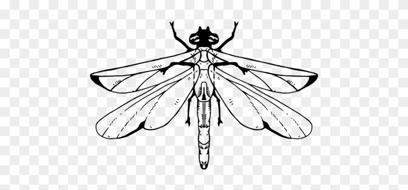 Dragonfly Stroke Transparent Png - Dragonfly #1326044