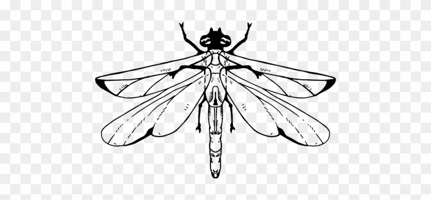Dragonfly Stroke Transparent Png - Dragonfly #1326044