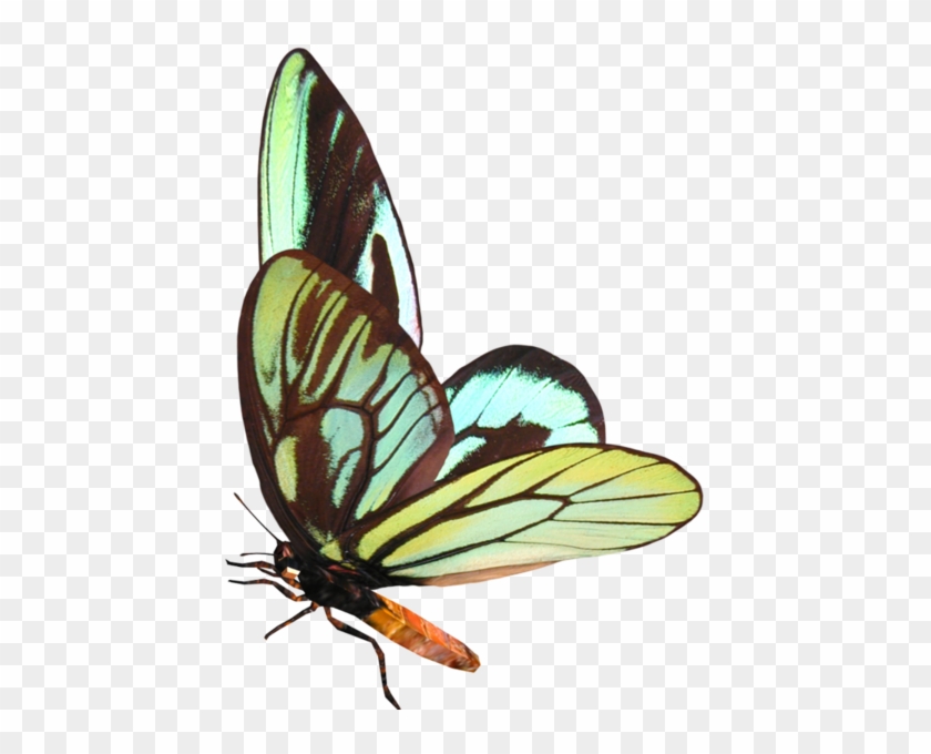 Бабочки На Прозрачном Фоне #1326049
