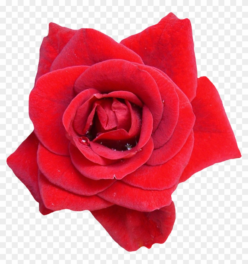 Red Rose Flower Png Image Purepng Free Transpa Cc0 - High Resolution Flower Png #1326324