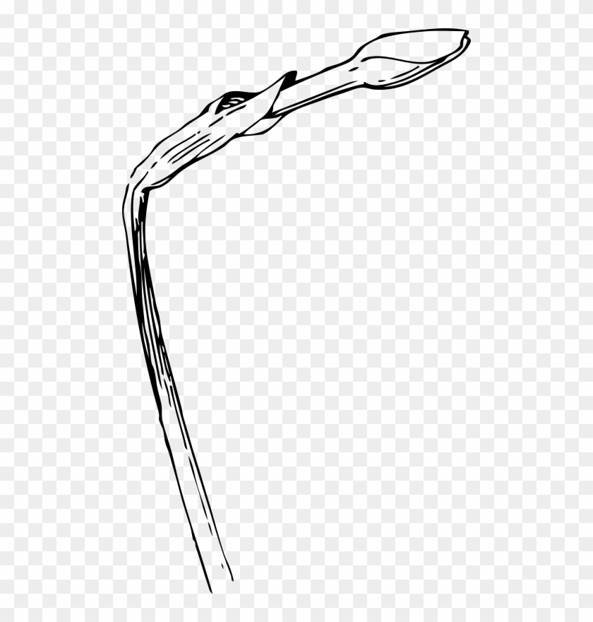 Similar Clip Art - Daffodil Bud Drawing #1326334