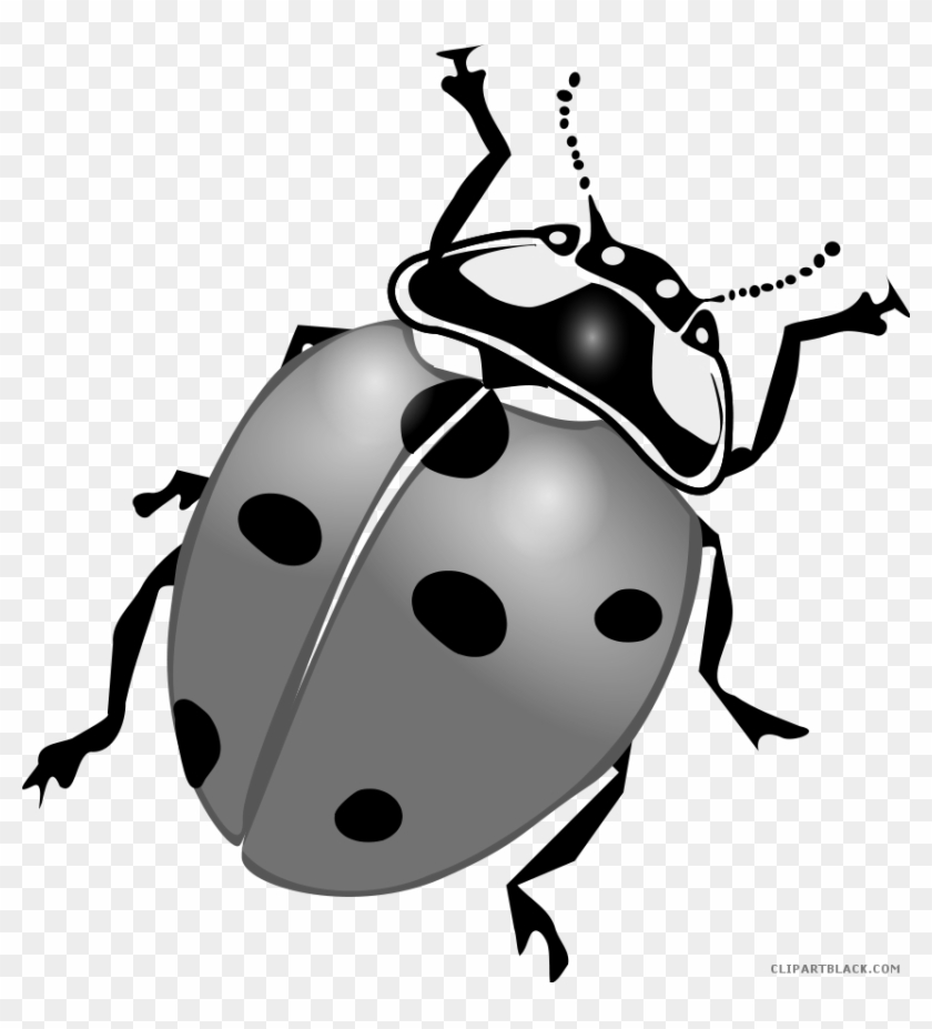 Lightning Bug Animal Free Black White Clipart Images - Ladybird Black And White #1326354