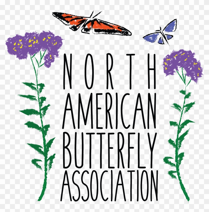 Naba Shirt Back - Illustration #1326463